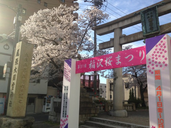 国府宮神社の桜