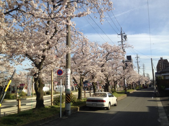 国府宮神社の桜