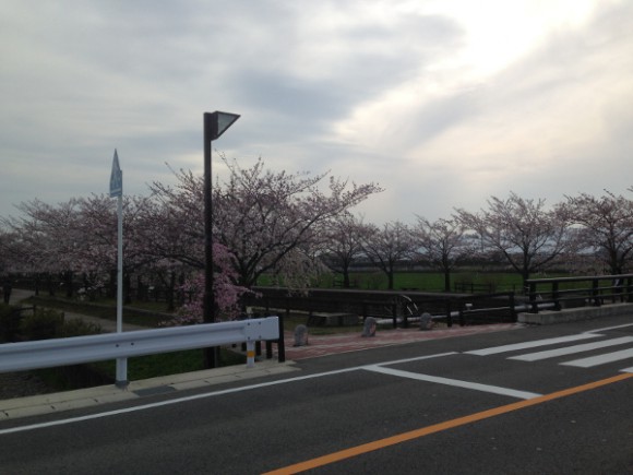 稲沢市平和町 桜ネックレスの開花状況