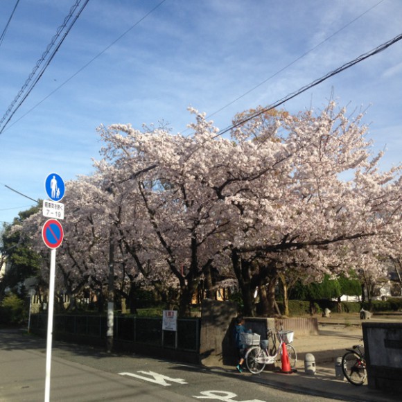 国府宮駅から徒歩5分の高御堂公園の桜