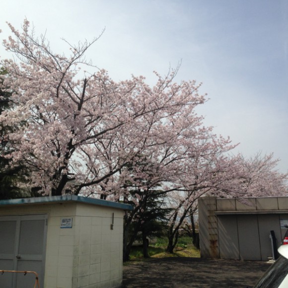 稲沢市の隠れ花見スポット（４） 稲沢市役所の桜