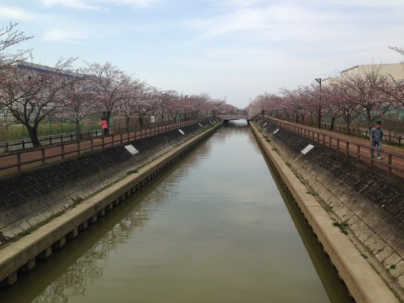 稲沢市平和町 桜ネックレスの開花状況
