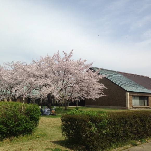 稲沢市の隠れ花見スポット（２） 稲沢公園の桜