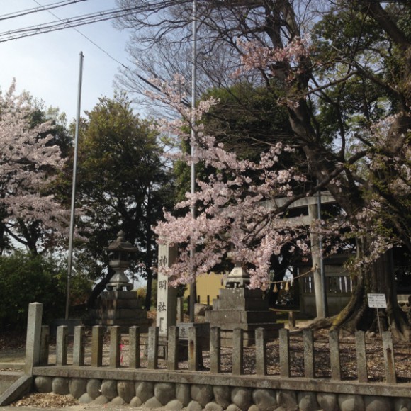 むさし寿司前の神社の桜