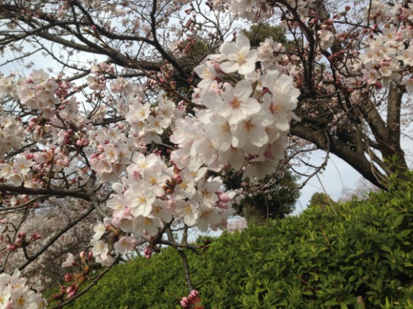 稲沢市平和町 桜の開花状況