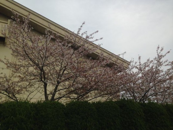 稲沢市の隠れ花見スポット（５） 平和中学校の桜