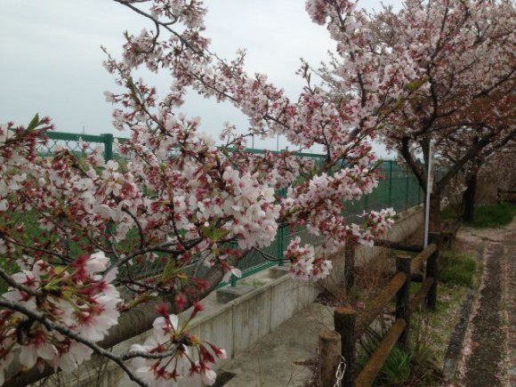 稲沢市平和町 桜ネックレスの開花状況（2016/4/8）
