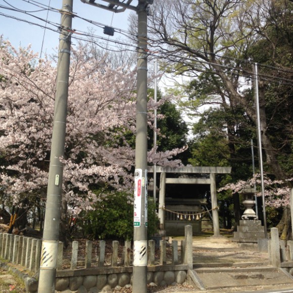 むさし寿司前の神社の桜