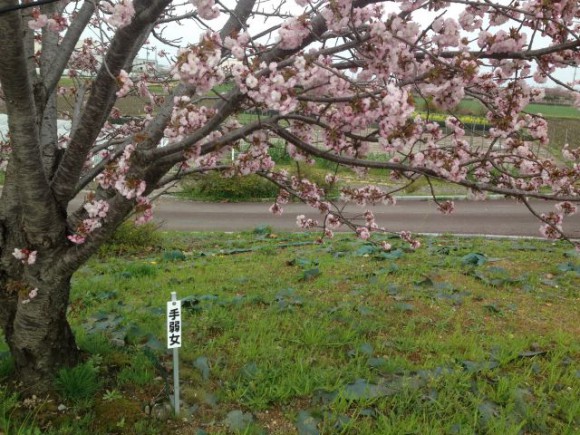 稲沢市平和町 桜ネックレスの開花状況（2016/4/8）