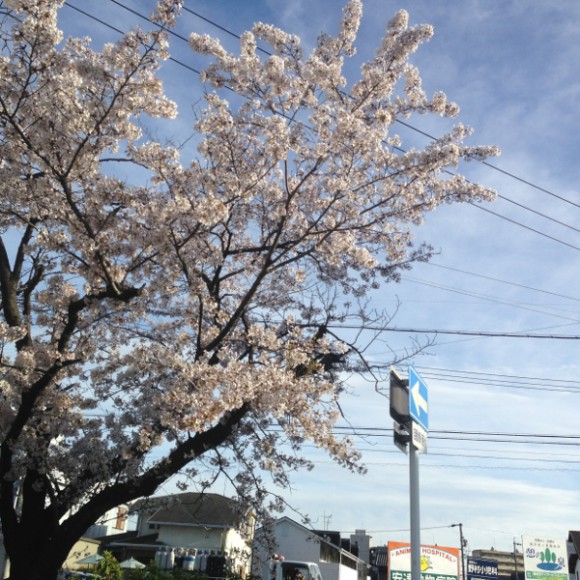 国府宮駅から徒歩5分の高御堂公園の桜